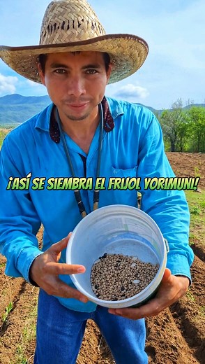 Así se siembra el frijol yorimuni 👌 #reels #parati | Daniel Ruiz