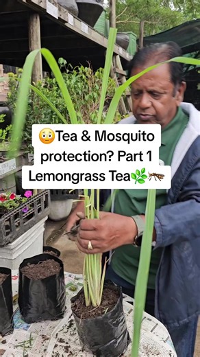 🌿🍵 PART 1: LEMONGRASS TEA! 🌱✨ Did you know the humble lemongrass plant can be used to make a refreshing herbal tea? In this video, we show you our lemongrass plant, explain how it is commonly prepared as a tea, and share why so many gardeners love growing this fragrant, fast-growing herb at home. 🌿💚 ⚠️ DISCLAIMER: We are not doctors or medical professionals. Always consult a qualified healthcare professional before consuming any plant, herb, tea, or natural remedy, especially if you are pre