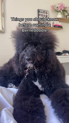 #bernedoodle #dogsoftiktok #dogs