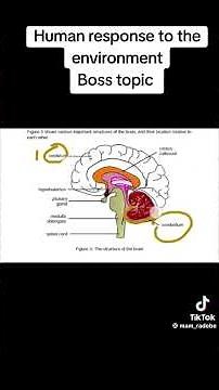 Grade 12 Life science th nervous system (brain)