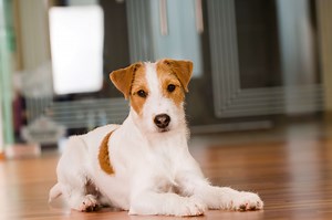Parson Russell Terrier Steckbrief | Charakter, Wesen & Haltung