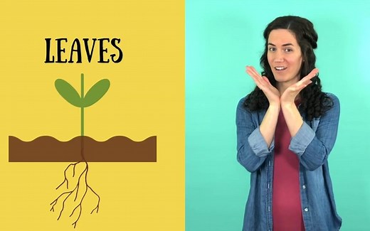 Roots, Stem, Leaves, Flower _ Parts of a Plant Song