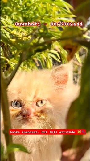 cute persian kitten 🐾🐈 | pet market guwahati #kitten #viral #shorts