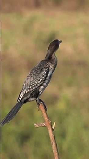 Cormorant Bird: What Facts #birds #cormorant #birdwatching #wildlife