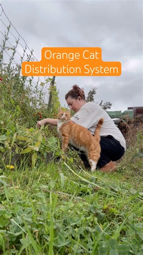 #catshorts#catdistributionsystem#orangecat#catsofyoutube#cats#cat#chernyandtigo#cute#love#bestfriend