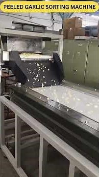 🌟 Peeled Garlic Color Sorting Machine | High-Speed Garlic Sorter by Mark Color Sorter 🧄✨