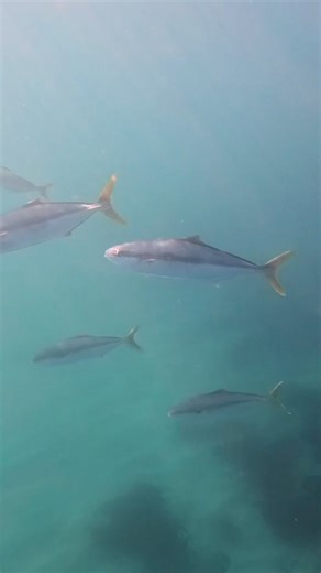 A school of about 50 Yellowtail in La Jolla Bay under Devil’s Slide! #lajolla #yellowtail #calilife