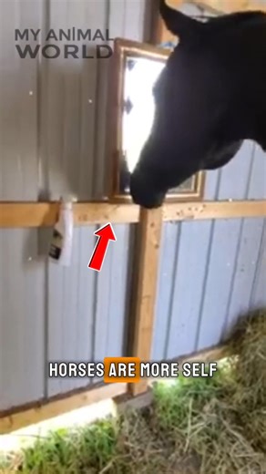 Can Horses Recognize Themselves? 🐎🤯 #horses #mirrorTest #shorts