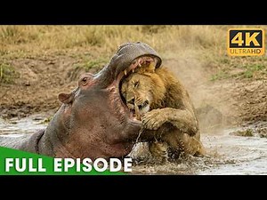 Kings of the Savanna: The Price of Power | Nature Animal Documentary