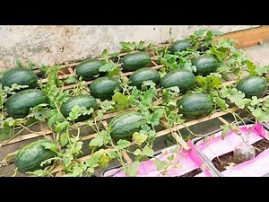 Growing watermelon in a bag with only soil for beginners | Big and sweet fruit