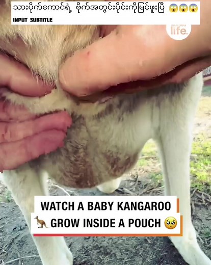 သားပိုက်ကောင် Pin ထောက်ထားတဲ့ အသဲပေးခဲ့ကြပါလား 🥰🥰🥰