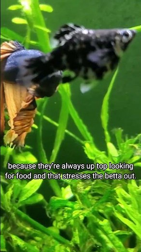 I Tried Picking a CALM Betta Fish *It Worked!*