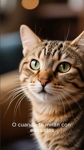 Gatitos Tiernos Bebes 2026 😻💖 Los Gatos Bebés Más ADORABLES ¡IMPOSIBLE no DERRETIRSE de ternura!