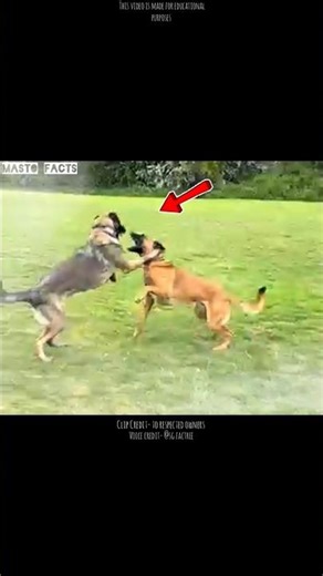 What happen if we cut the Tail of dog..? 😱