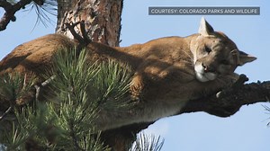 Colorado has had 22 mountain lion attacks since 1990. There have been 3 already in 2019