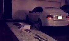 14K views · 410 reactions | Sledding FAIL. You have to understand we’re in Texas. We may not have sledding down after just one snowfall. Keep the photos and video coming: https://www.burst.com/z6t3b2e8 Your weekend forecast: news4sa.com/weather | News 4 San Antonio | Facebook