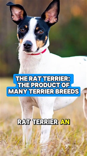 The Rat Terrier 🔥 #dogs