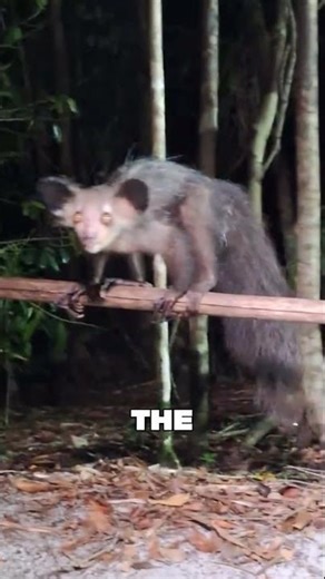 Top 3 Rare Animals You’ve Never Heard Before! 🤯😱 #animalfacts #animals #facts #wildlife