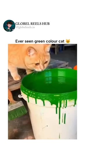 Globel Reels Hub on Instagram: "The video depicts an orange tabby cat investigating a bucket of green paint, pawing at it before leaping in fully and emerging covered in dripping green, with exaggerated sad eyes, accompanied by light music for comedic effect. Posted December 18, 2025, by Arabic account @Mr_Cool102 , known for feel-good content, it quickly amassed 223,000 views and 415 likes, tapping into viral trends of animal antics. User reactions split between calling it "cute" and dismissing