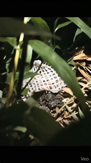 Trypophobia Trigger Warning! ⚠️ 密集恐惧症慎入