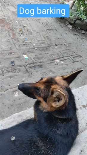 Dog Barking Sound #short #shortvideo #reels #dog #sound