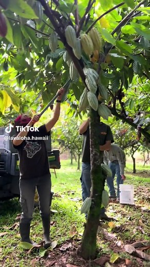 Lavaloha.Hawaii on TikTok