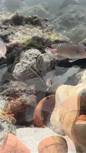 Lamprologus Ornatipinnis #shelldwellers #aquarium #fishtank #fishkeeper #pinoyfishkeeper #cichlid