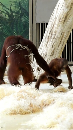 Orangutan Mothers Know How to Raise Their Babies#shorts#orangutans#funnyvideo#funnyanimals