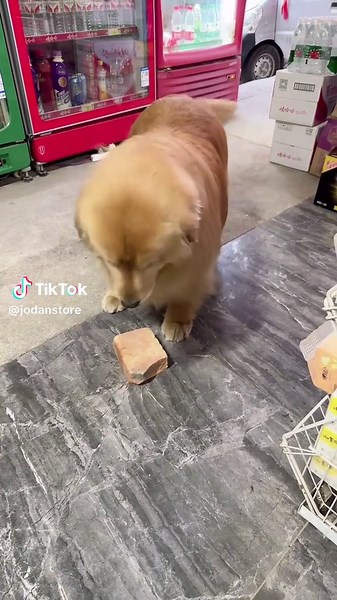 Chó Dễ Thương: Những Video Thú Cưng Hài Hước