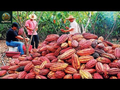How Chocolate is Made: The Full Cocoa Farming & Harvesting Process 🍫