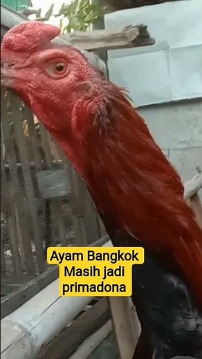 The Bangkok chicken still reigns supreme #bangkokchicken #bangkok #bangkokthailand #animals #anim...