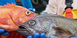 ANALYSIS OF 10 FISH SPECIES SHOWS HIGH NUTRITIONAL LEVELS