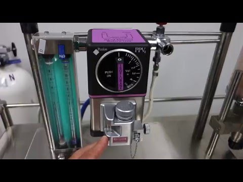 Setting up an anaesthetic machine for veterinary usage.