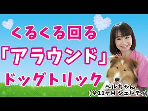 【シェルティ】 ドッグダンス導入編 ドッグトリック：アラウンドを教えてみよう！