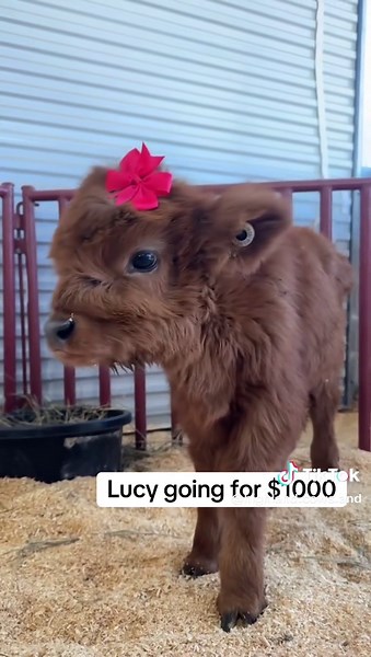 Lucy the Mini Cow Available for Delivery and Pickup