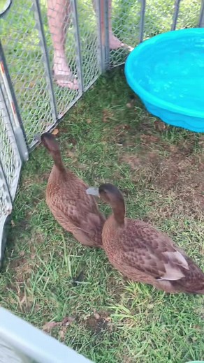 Lindsay Gordon on TikTok