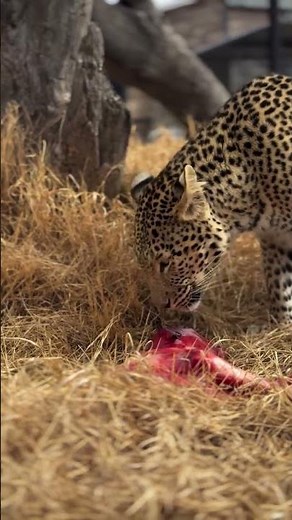 The leopard is considered one of the "Big Five" game animals