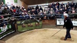12 reactions | Reserve Champion In lamb Herdwick | Bentham Auction Mart | Facebook