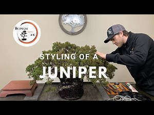 40 year old Juniper Bonsai First Styling | The Bonsai Supply