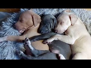 Snuggly Italian Greyhound Puppies