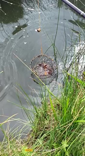 Catching Crawfish: A Step-by-Step Guide