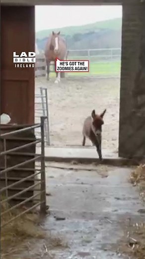 Baby Donkey Got The Zoomies 🫏😂