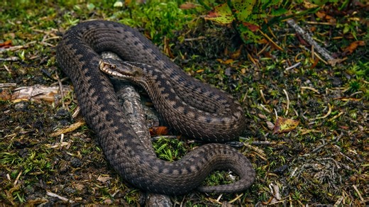 Une caméra cachée filme un serpent venimeux traversant la forêt