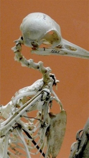 The Woodpecker's Secret: How They Don't Get Brain Damage!