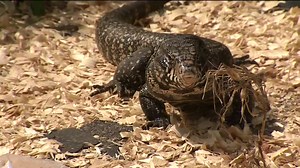 Exotic Invaders: Growing Tegu population threatens South Miami-Dade wildlife - WSVN 7News | Miami News, Weather, Sports | Fort Lauderdale