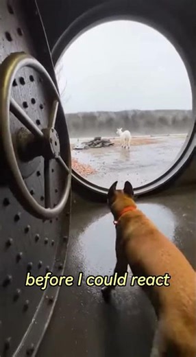 My Dog Ran Into a Tsunami to Save all of them⚡🌊 #animalrescue #humanity #dog #trend