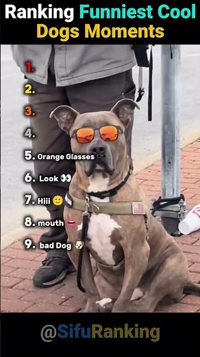 Ranking Funniest Cool Dogs Moments