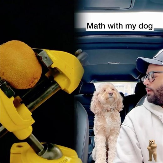 Mini Cockapoo Thinks Hard About This Math Question 😳