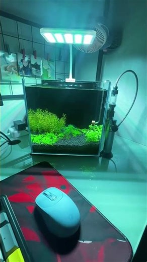 My Table Tank 🌿🐟 — A Mini Aquarium Full of Life 💧✨