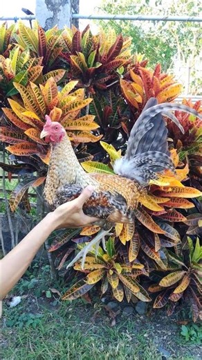 For your eyes only #dom #shorts #trending